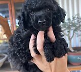 Toy French poodle