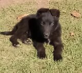 German Shepherd puppies