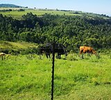 Brangus STUD farm with Avocado Orchards for sale near Louwsburg Natal at a steal price !