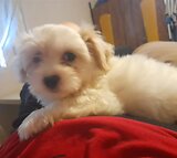 Maltese puppies for sale