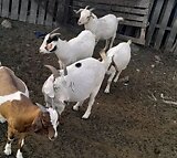 Livestock goats
