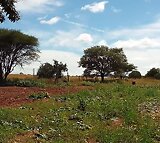 8Ha Farm For Sale in Polokwane Rural