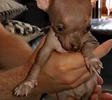 Tiny teacup Chihuahua puppy
