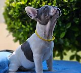 Gorgeous French bulldog puppies available