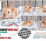 Netherland Dwarf Rabbits and other Rabbits by Registered Breeder