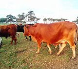 Boran type cattle for sale.