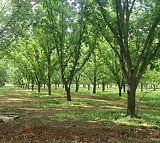 8ha Pecan Nut Farming Business with Large 5x Bedroom/4x Bathroom House, 5x Garages and 3x Workshops in Walkerville For Sale