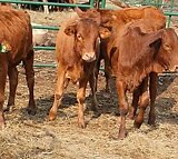 Beef female calves