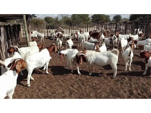 Boer and kalahari goats for sale
