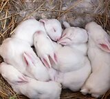 Newzealand White Rabbits For Sale