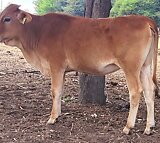 Brahman cross calves