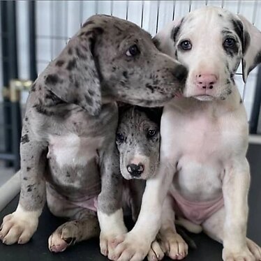 Great dane puppies for sale