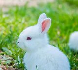 High Quality New Zealand White Rabbits For Sale