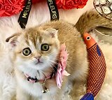 Cheerful Scottish Fold kittens, 10 weeks old