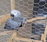 African grey parrot