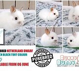 Purebred Netherland Dwarf and other Rabbits