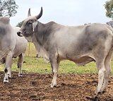 2 Brahman cows for sale
