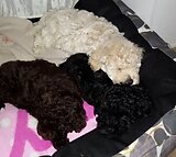 Miniature French Poodle Puppies