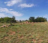 Smallholding For Sale in Miravaal - IOL Property
