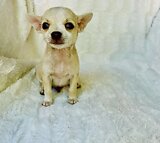 Teacup chihuahua puppy