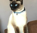 Siamese Cat